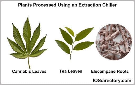 Plants Processed Using an Extraction Chiller